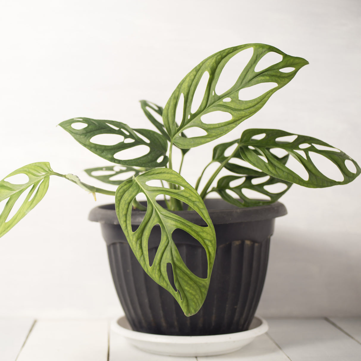 Monstera Adansonii 'Monkey Leaf' 12cm kruka