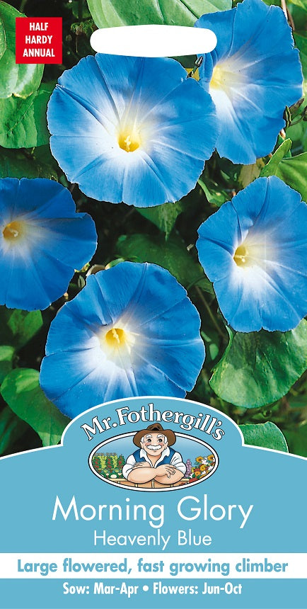 Blomman för dagen 'Heavenly Blue'
