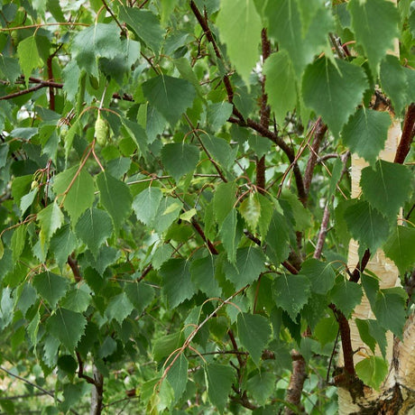 Vårtbjörk 10-pack barrotad 60-100cm