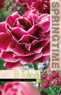 Dubbel Sen Tulpan 'Dream Touch' 8st