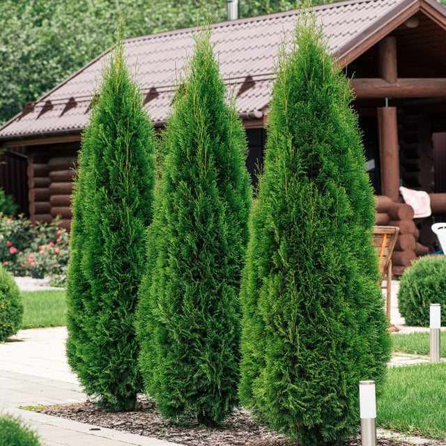 Tuja 'Smaragd' 60-80 co