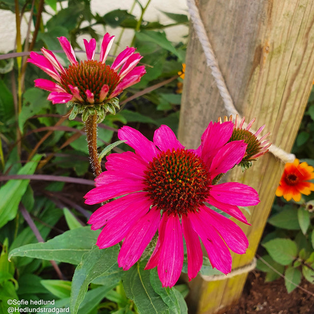 Solhatt 'Sensation Pink' 9cm kruka