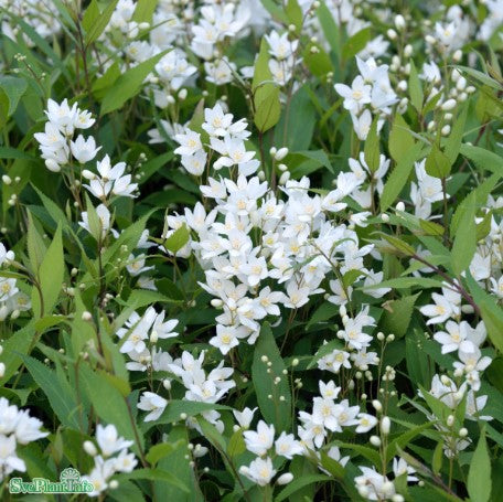 Bruddeutzia 10-pack i kruka