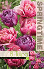 Tulpanmix 'Columbus & Blue Diamond' 8st