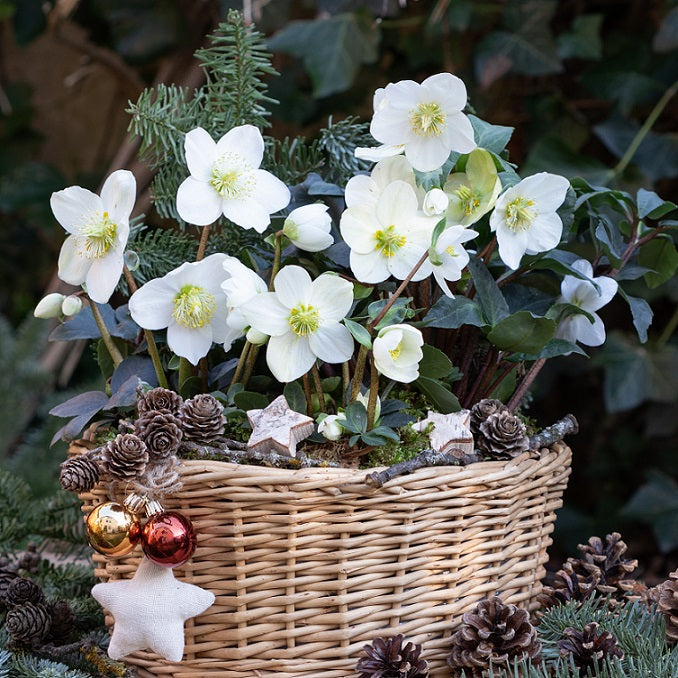 Julros 'Christmas Carol' 9cm kruka