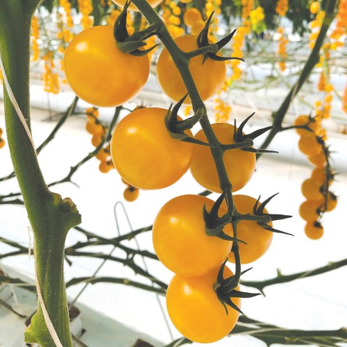 Körsbärstomat 'Tomagellow' F1 Frö