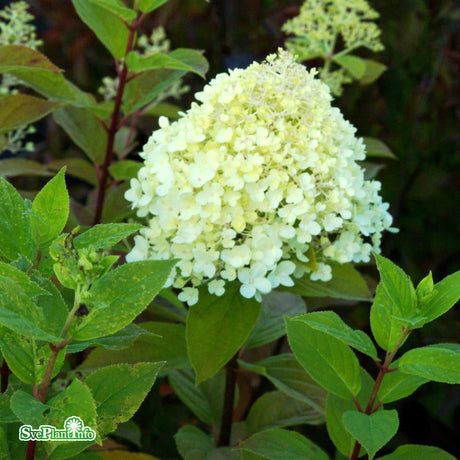 Vipphortensia 'Limelight' co 1-pack