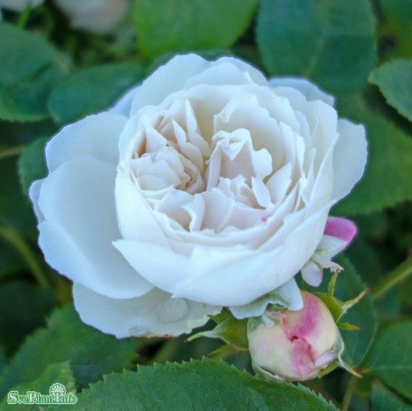 Austinros 'Winchester Cathedral' 1-pack barrotad