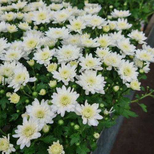 Bollkryss 'White' 12cm kruka