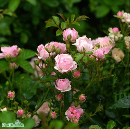 Miniatyrros 'The Fairy' 10-pack barrot