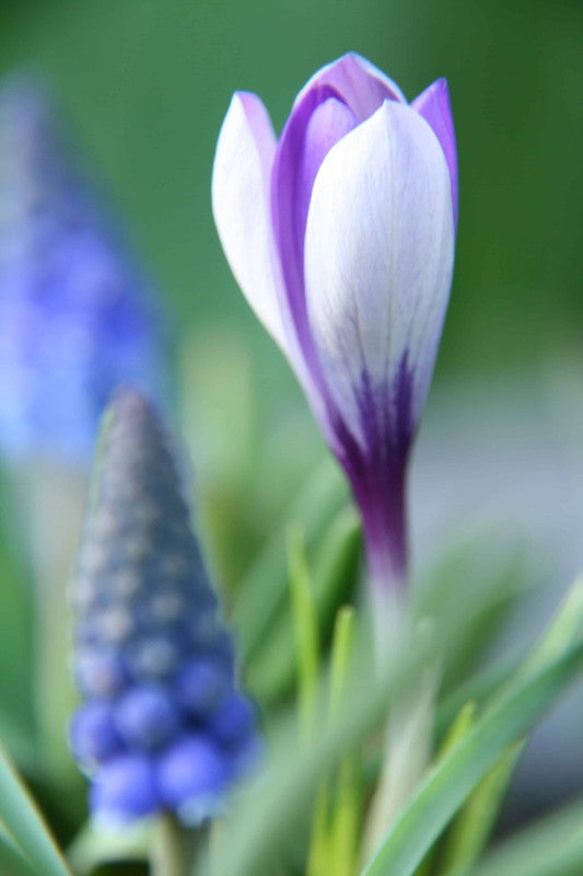 Sardinienkrokus 'Spring Beauty' 25st