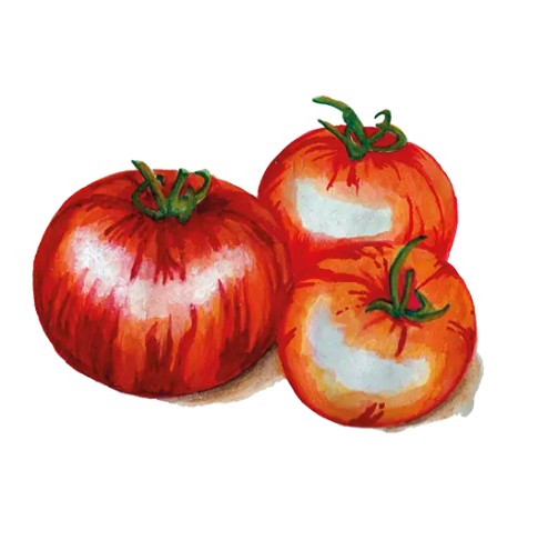 Tomat 'Tigerella' Svenskodlat frö