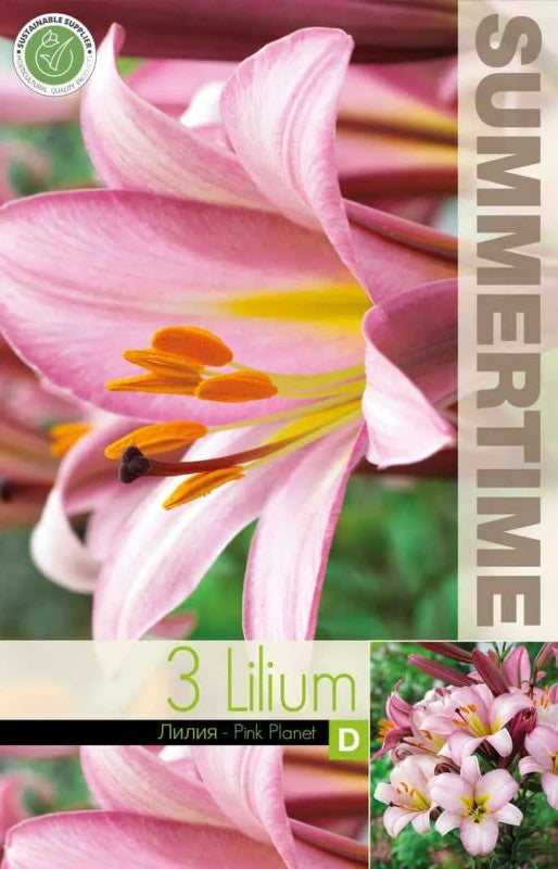 Lilja 'Pink Planet' 3st