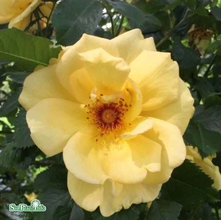 Modern Buskros 'Maigold' 1-pack barrotad