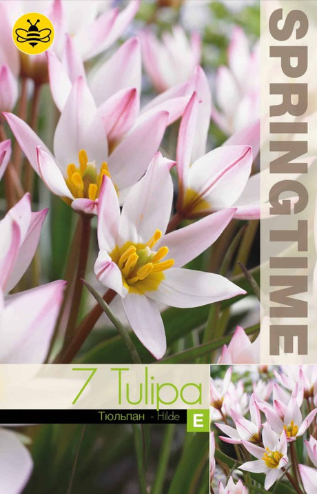 Botanisk Tulpan 'Hilde' 7st