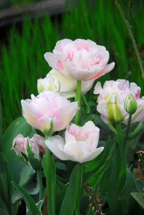 Dubbel Sen Tulpan 'Angelique' 8st