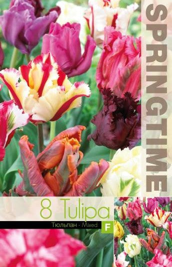 Papegojtulpan Mix 8st