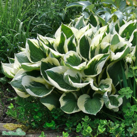 Hosta 'Patriot' 11cm kruka