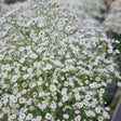 Brudslöja 'White' 12cm kruka