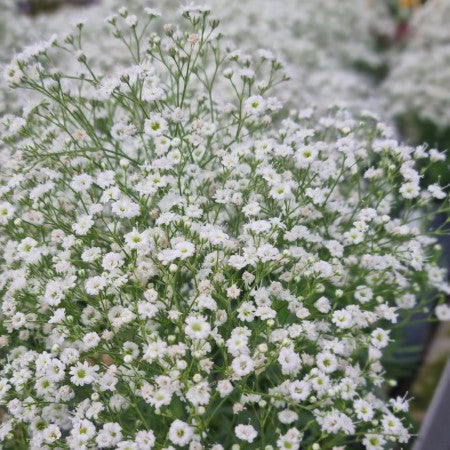Brudslöja 'White' 12cm kruka