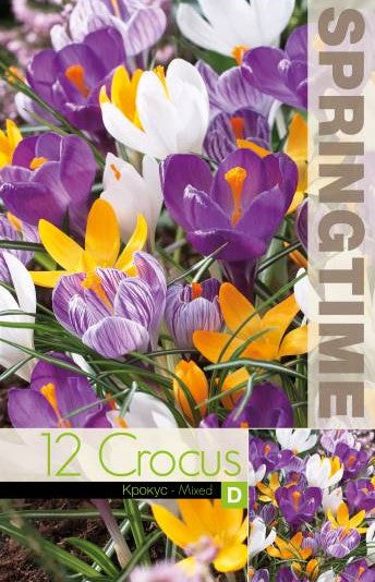 Krokus 'Storblommande Mix' 12st