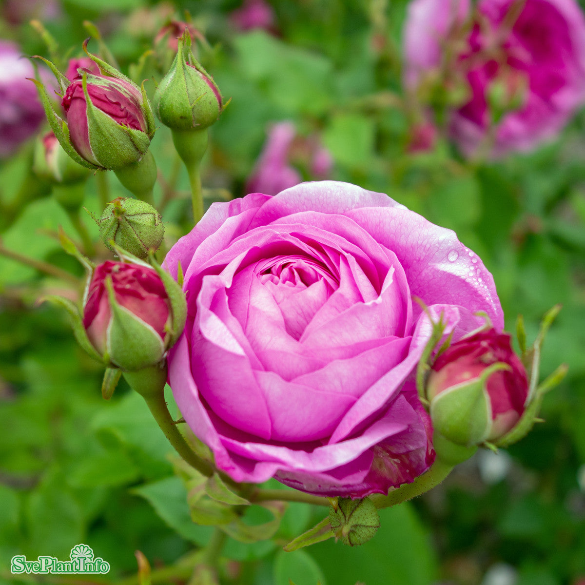 Buskros 'Louise Odier' 1-pack barrotad