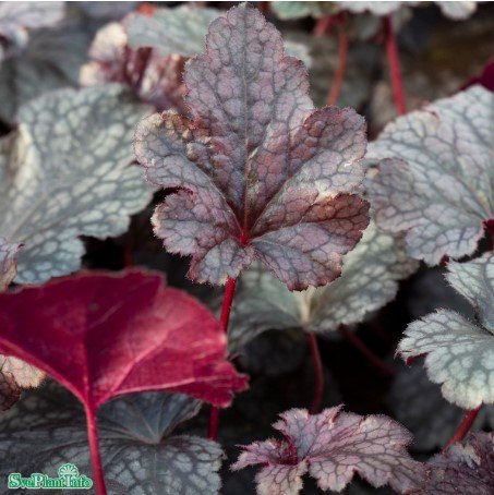 Alunrot 'Plum Pudding' 3-pack i kruka
