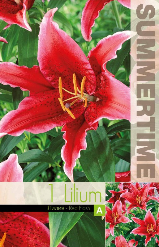 Lilja 'Red Flash' 1st