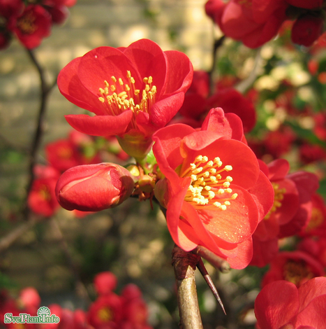 Hybridrosenkvitten 'Nicoline' 1-pack i kruka