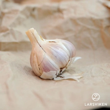 Sättlök, Vitlök 'Vekan' 1st