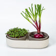 Microgreen and Regrow 'Ivory'
