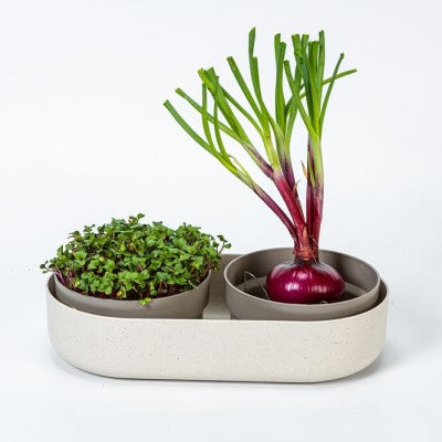 Microgreen and Regrow 'Ivory'