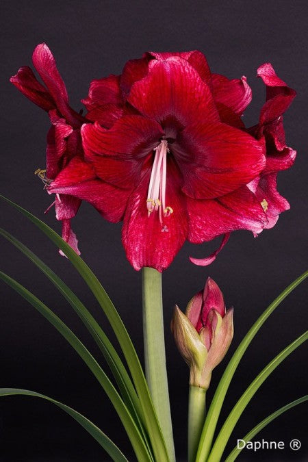 Amaryllis 'Daphne' 1st