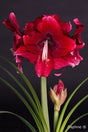Amaryllis 'Daphne' 1st