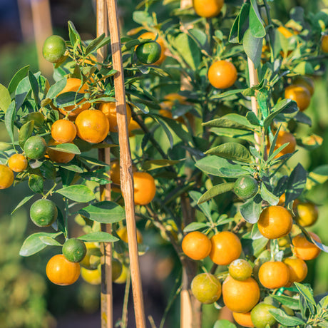 Kalamondin 9cm kruka