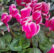 Cyklamen Storblommig Bicolor 12cm kruka