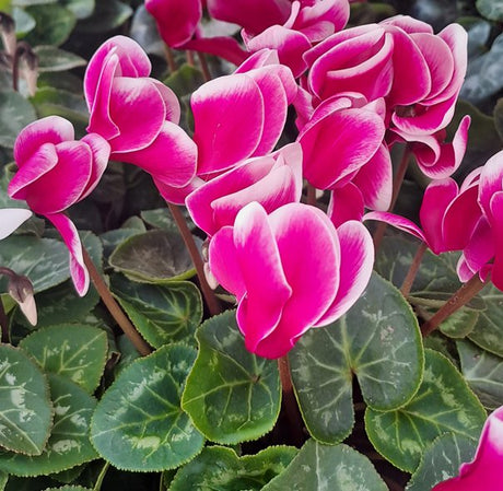 Cyklamen Storblommig Bicolor 12cm kruka