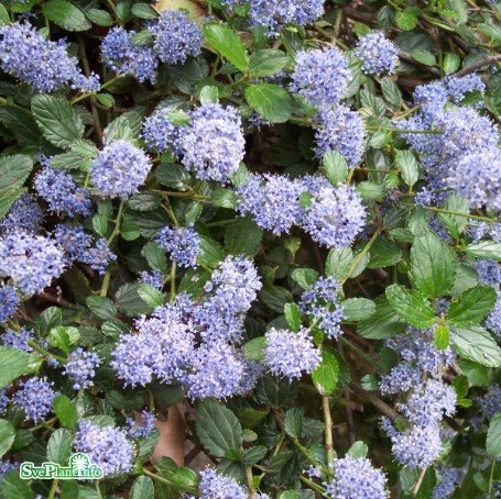 Krypsäckbuske co 3-pack