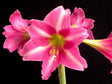 Amaryllis 'Estella' 1st