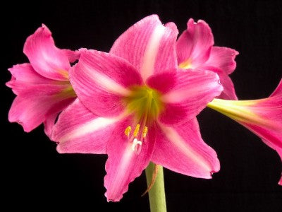 Amaryllis 'Estella' 1st