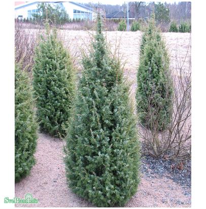 Träd-en 30-35 co 3-pack