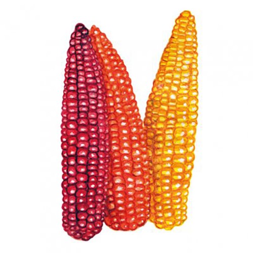 Mjölmajs 'Cascade Ruby Gold' Svenskodlat frö