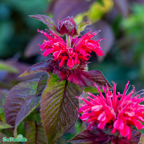 Temynta 'Bee-Happy' 11cm kruka