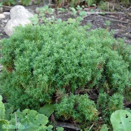 Tuja 'Teddy' 20-25 co 3-pack