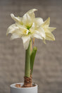 Amaryllis 'Ice Queen XL' 1st