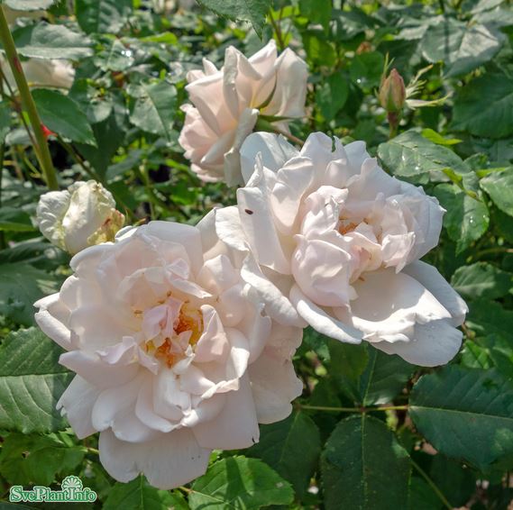 Noisetteros 'Mme Alfred Carrière' 10-pack barrotad