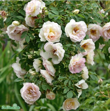 Modern Buskros 'Frühlingsduft' 5-pack barrotad