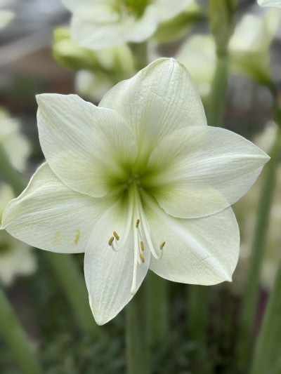 Amaryllis 'Lemon Grandise' 1st