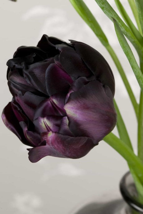 Dubbel Sen Tulpan 'Black Hero' 8st
