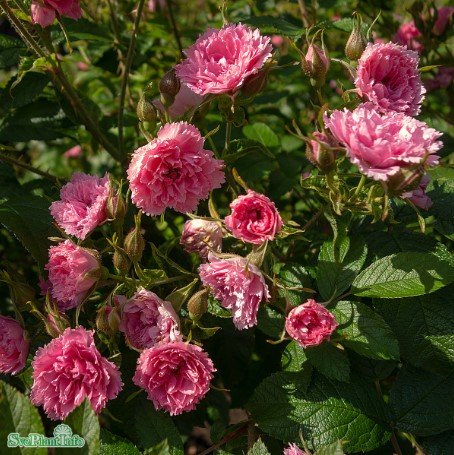 Rugosaros 'Pink Grootendorst' 10-pack barrot